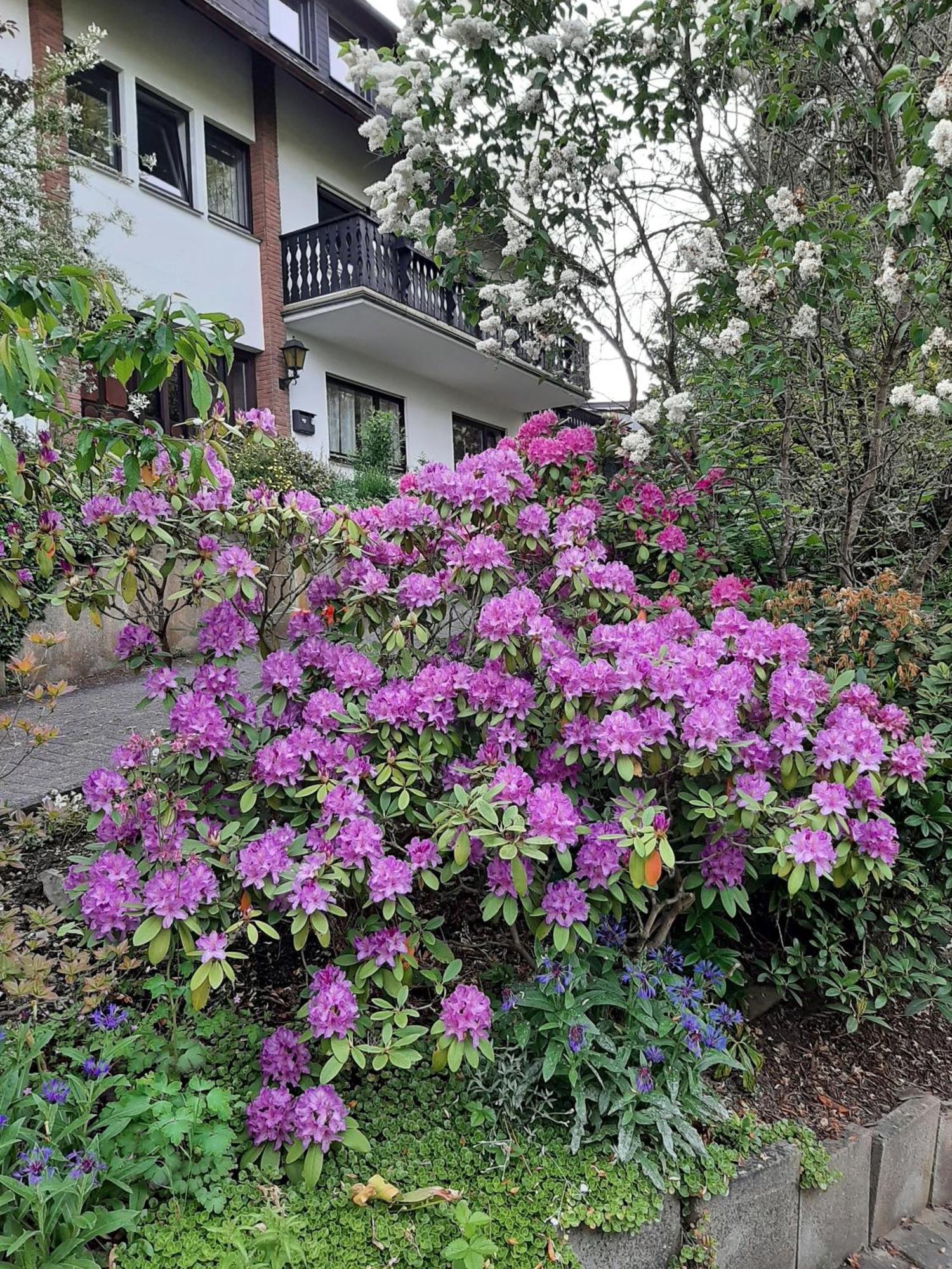 Ferienwohnung Bergblick Hallenberg Esterno foto